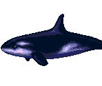 Orca