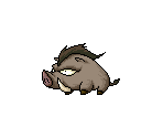 Wild Boar