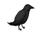 Crow