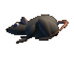 Rat