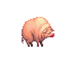 Pig