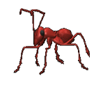 Ant