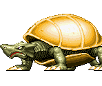 Tortoise