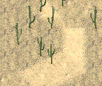 Cacti