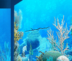 Inside the Aquarium Backgrounds