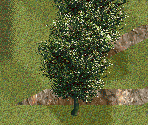 Robinia Tree