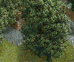 Oak Tree