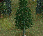 Silver Pine Tree