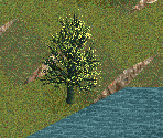 Golden Hinoki Cypress Tree