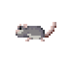 Rat