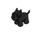 Scottish Terrier