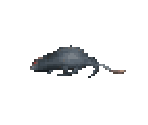 Rat