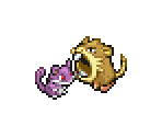 Rattata & Raticate