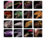 Dinosaur Icons