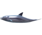 Dolphin