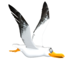 Seagull