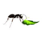 Ant