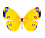 Yellow Butterfly