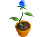 Growing Flower