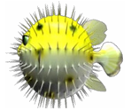 Pufferfish