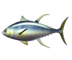 Tuna