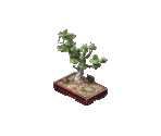 Bonsai Tree