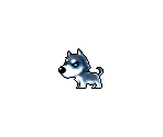 Blue Husky