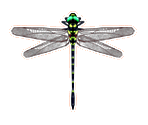 Dragonfly Hunter
