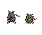 Rat