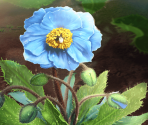 Ashes Return to Earth, then to Flowers [memoria_1895]