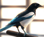 The Bird that Links the Stars [memoria_1852]