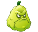 Squash