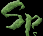 Spiderweb Software Logo