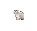 Rat