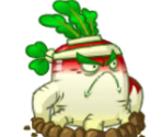 Resistant Radish