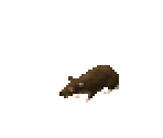 Rat