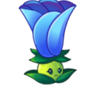 Moonflower