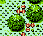 Minish Woods