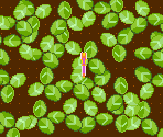 Four Leaf Hover