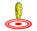 Cob (Placeholder)