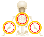 Skeleton