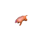 Ornk