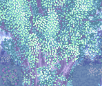 Yggdrasill Forest (Flashback)