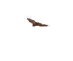 Bat