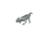 Lizard