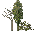 Trees