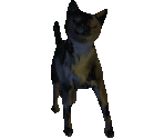 Cat Animation