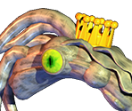 King Squiddo