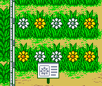 Sunflower Park