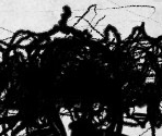 SCP-1048's drawings